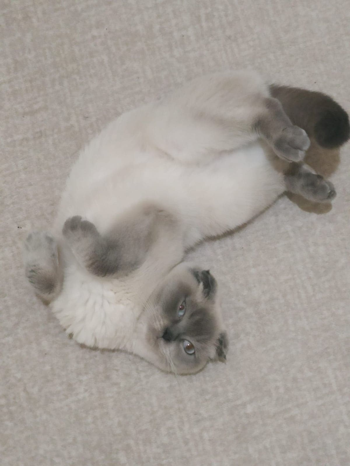 Şila Scottish Fold Kedi, Ankara