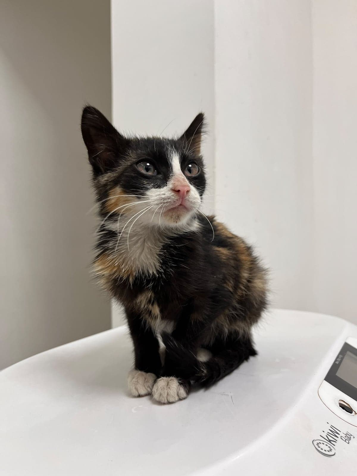 BONCUK Tekir Kedi, Ankara