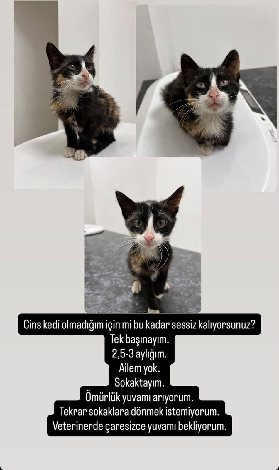 BONCUK Tekir Kedi, Ankara