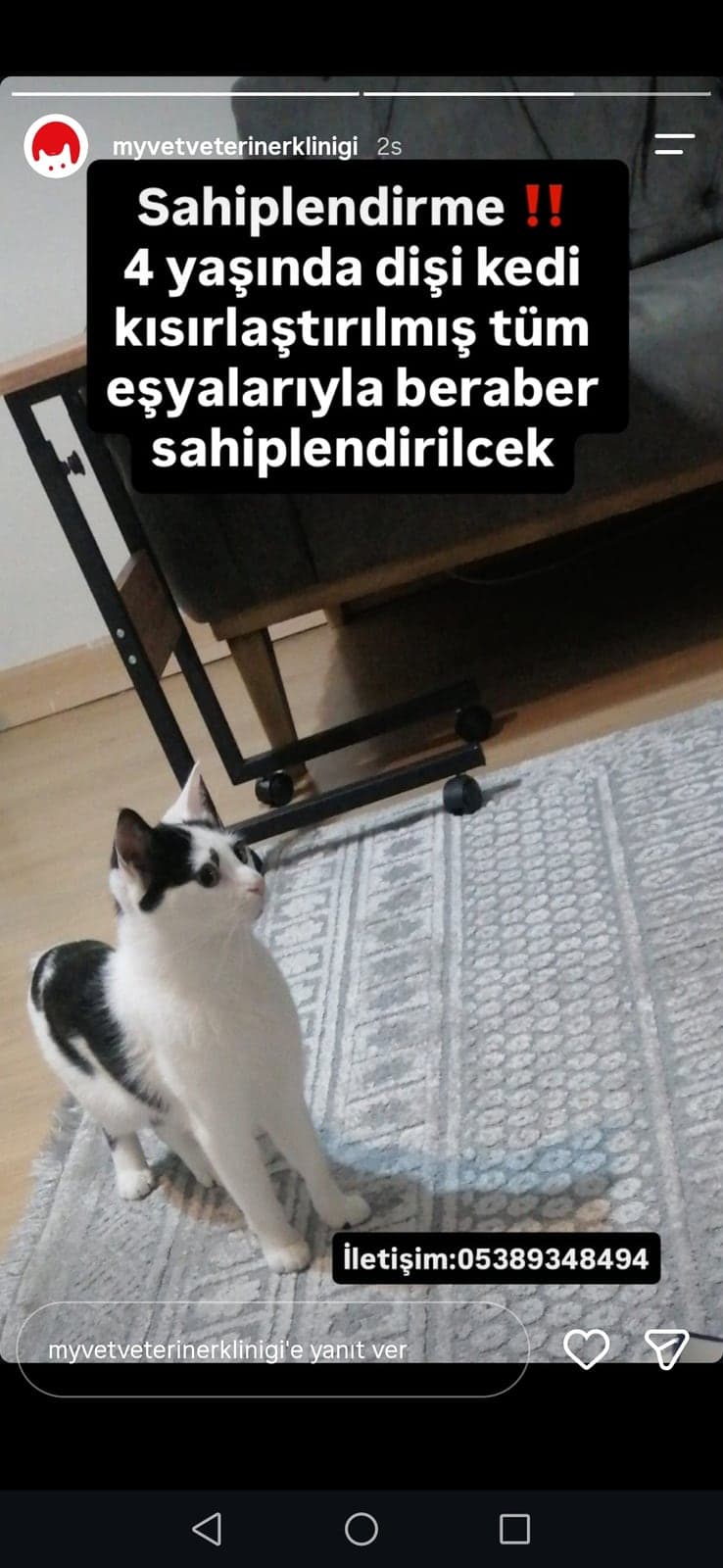 Miyu Sokak Kedisi Kedi, Erzurum