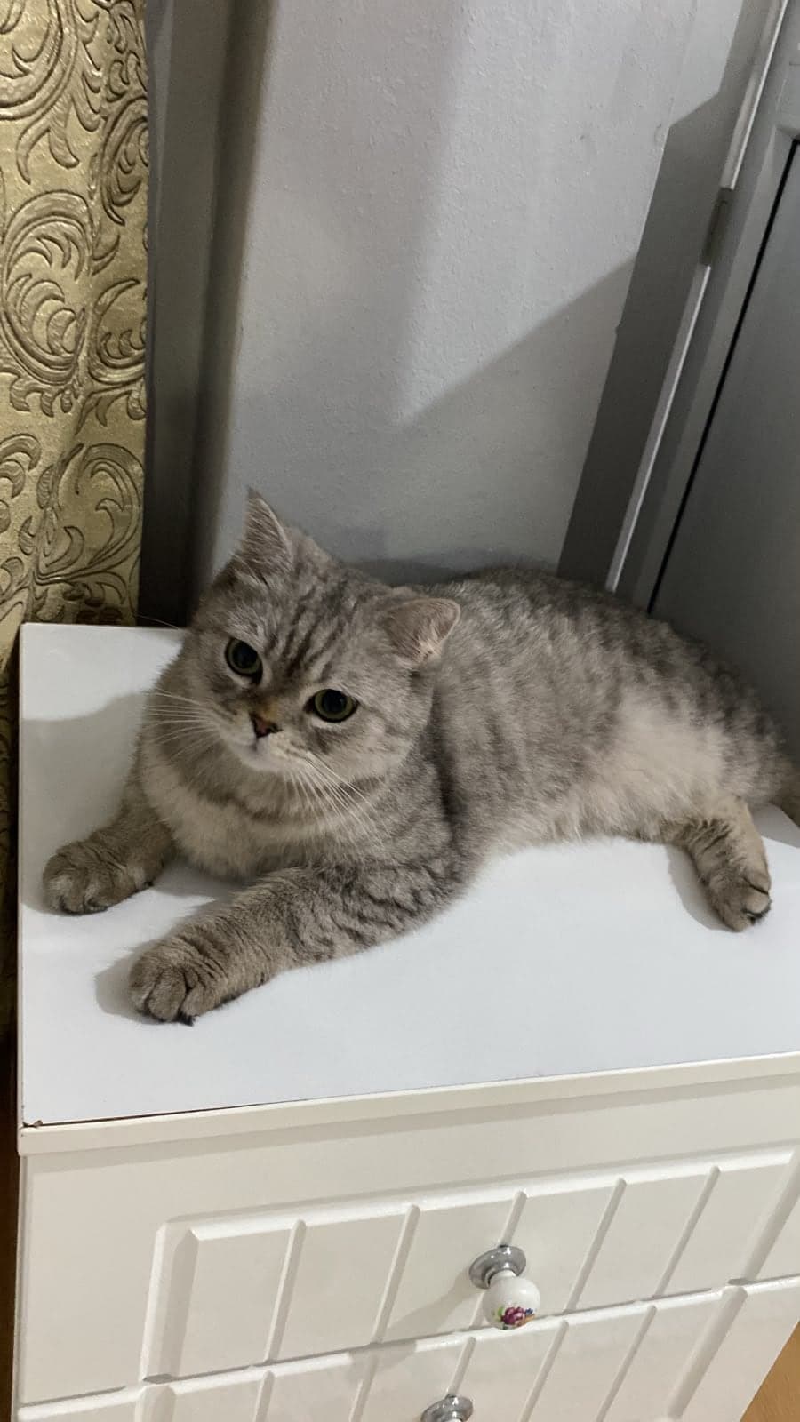 Miel Scottish Straight Kedi, İstanbul
