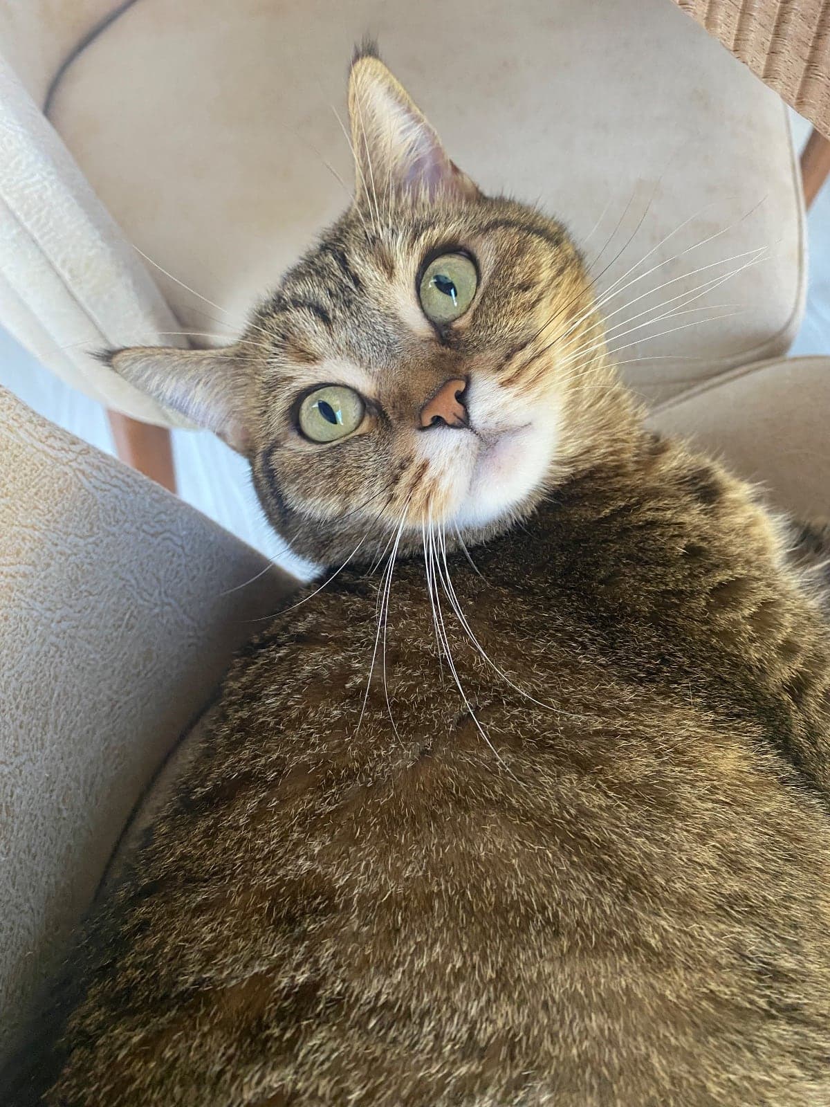 Mia Melez Kedi, İstanbul