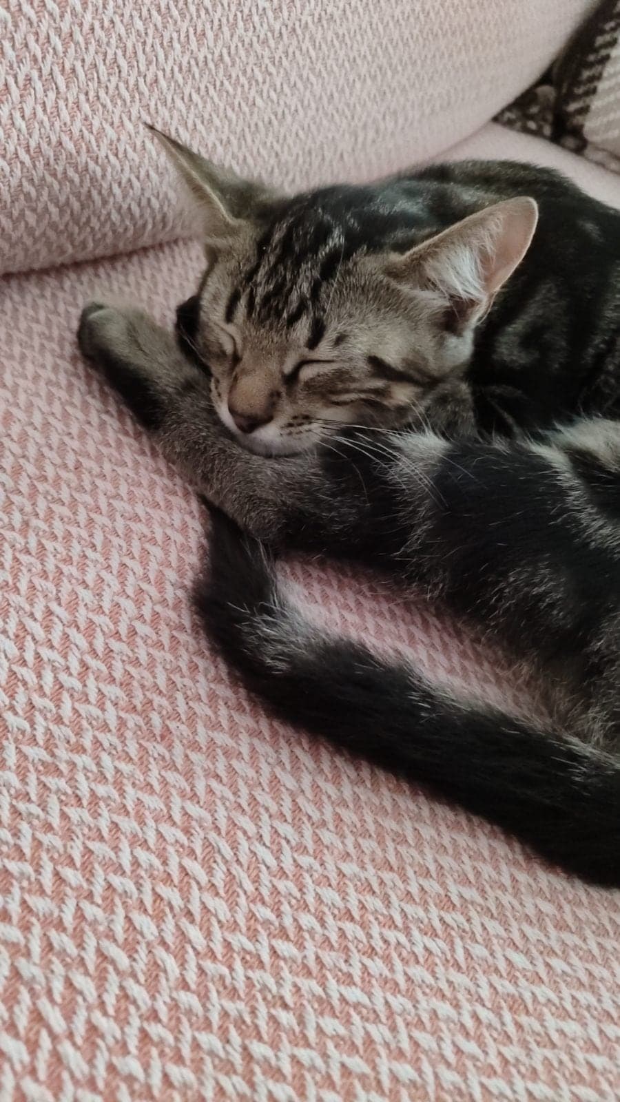 Zeytin Tekir Kedi, İstanbul