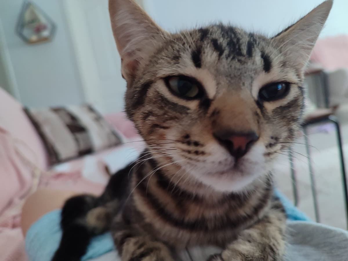 Peynir Tekir Kedi, İstanbul