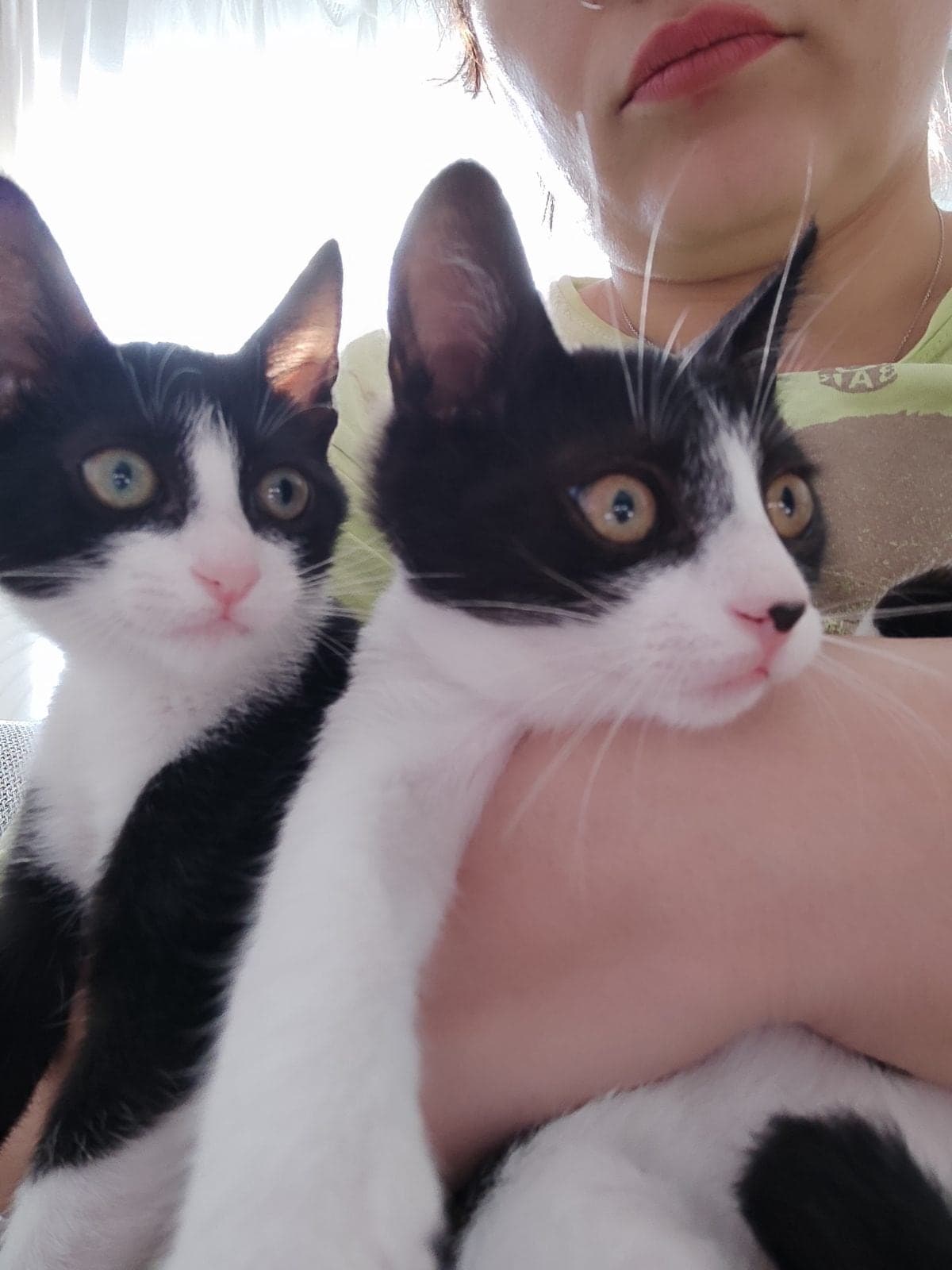 Kaymak Tekir Kedi, İstanbul