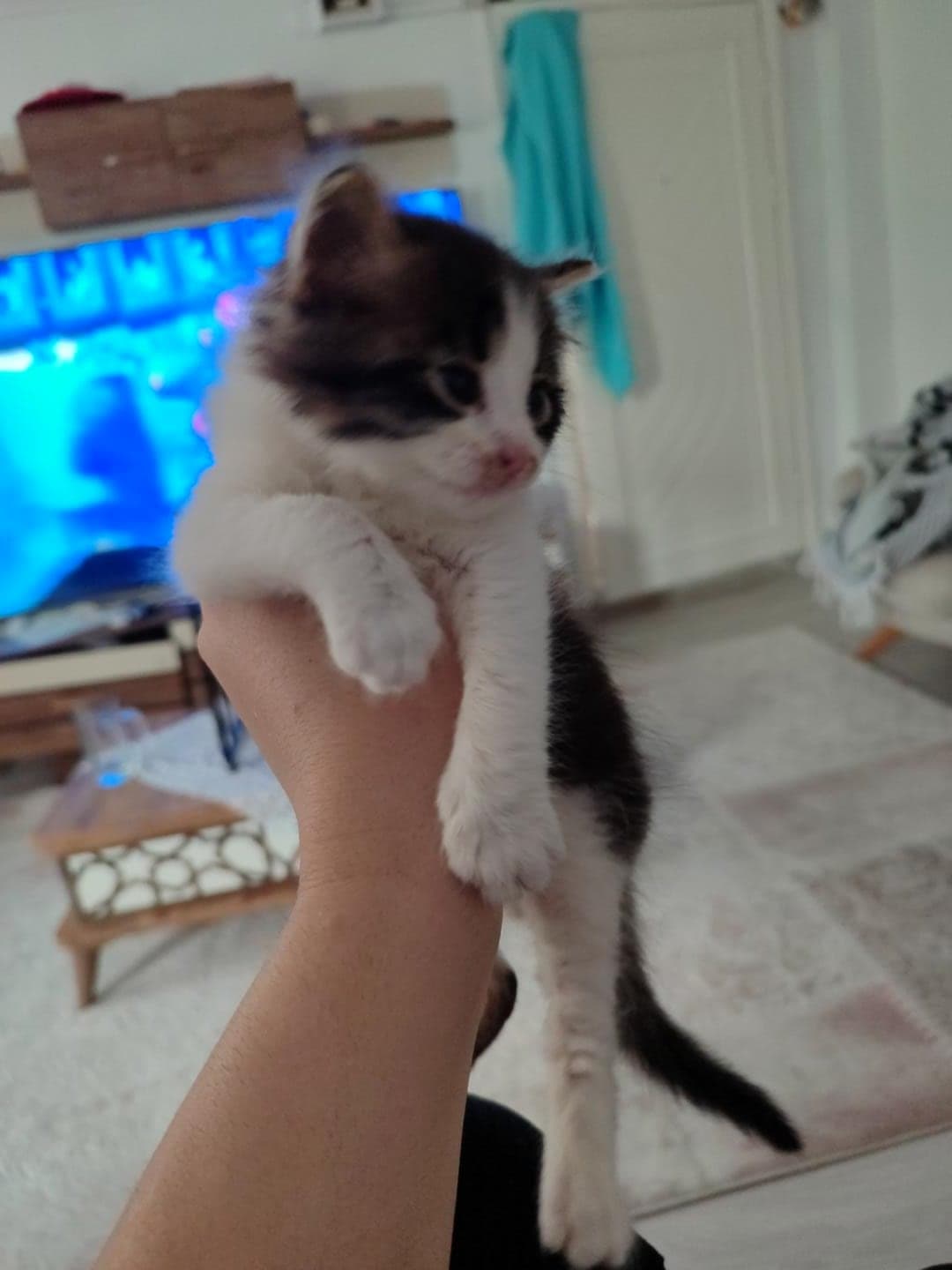 Fındık Tekir Kedi, İstanbul