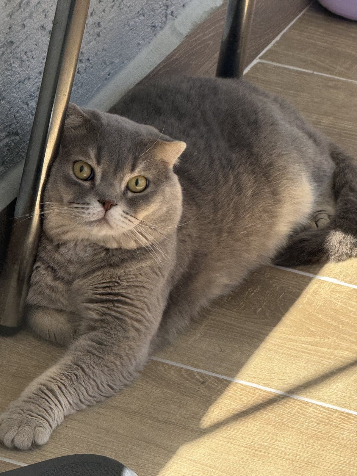 Miniş Scottish Straight Kedi, Tekirdağ