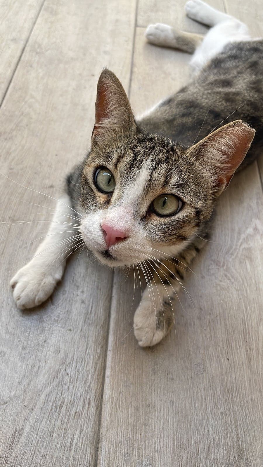Şaşı Tekir Kedi, İstanbul