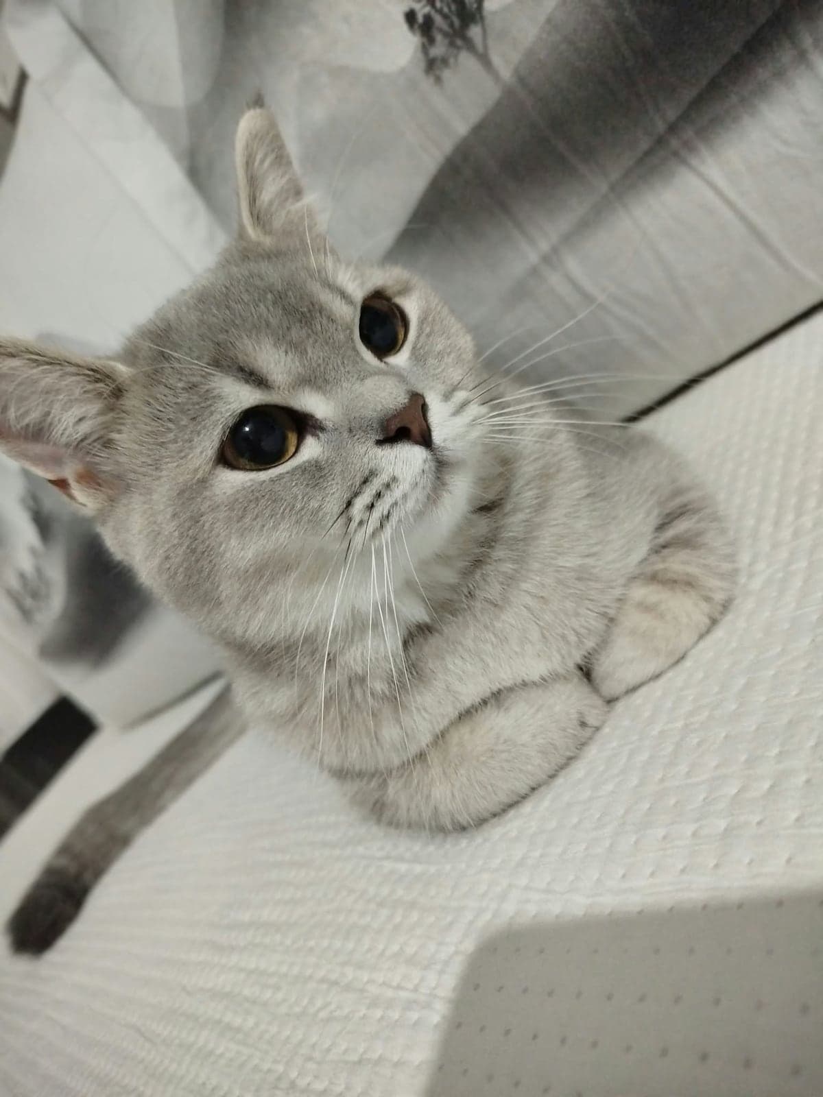 Bella British Shorthair Kedi, İstanbul