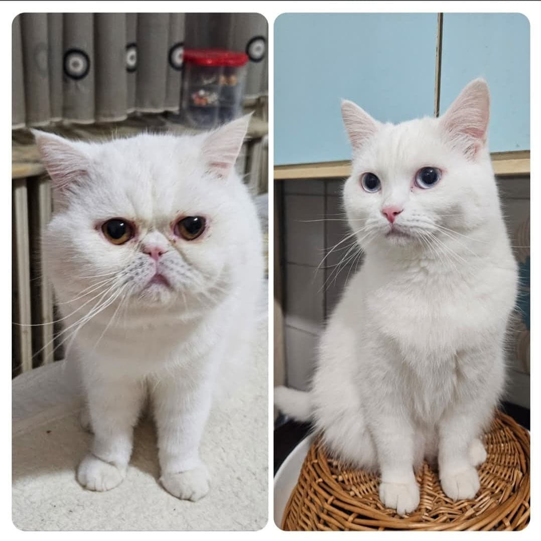 YOGi ve PAMBUK Exotic Shorthair Kedi, Kocaeli