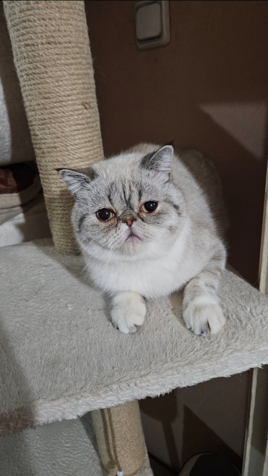 Yakışıklı oğlum KARTAL Exotic Shorthair Kedi, Kocaeli
