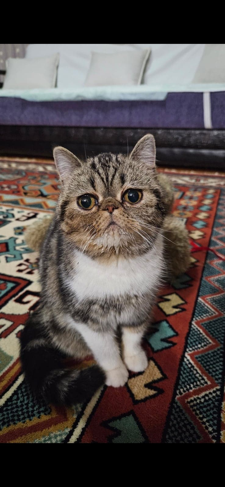 Güzel kızım ALiSA Exotic Shorthair Kedi, Kocaeli