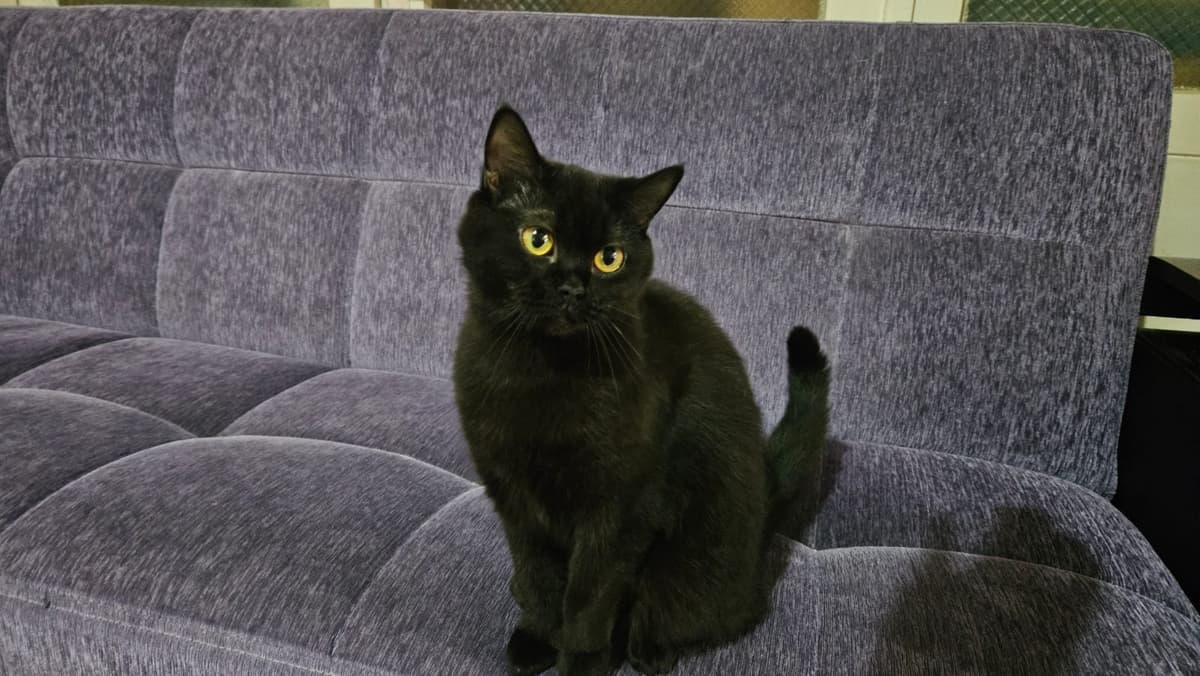Güzel kızım KARABAŞ British Shorthair Kedi, Kocaeli