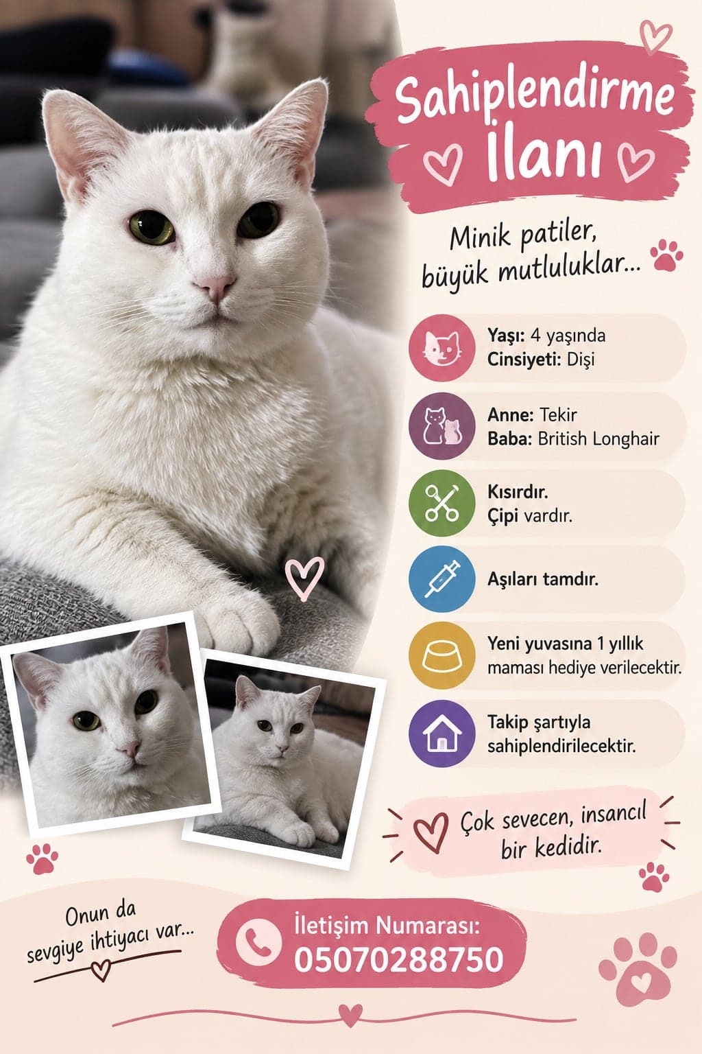 Badem Melez Kedi, Kocaeli