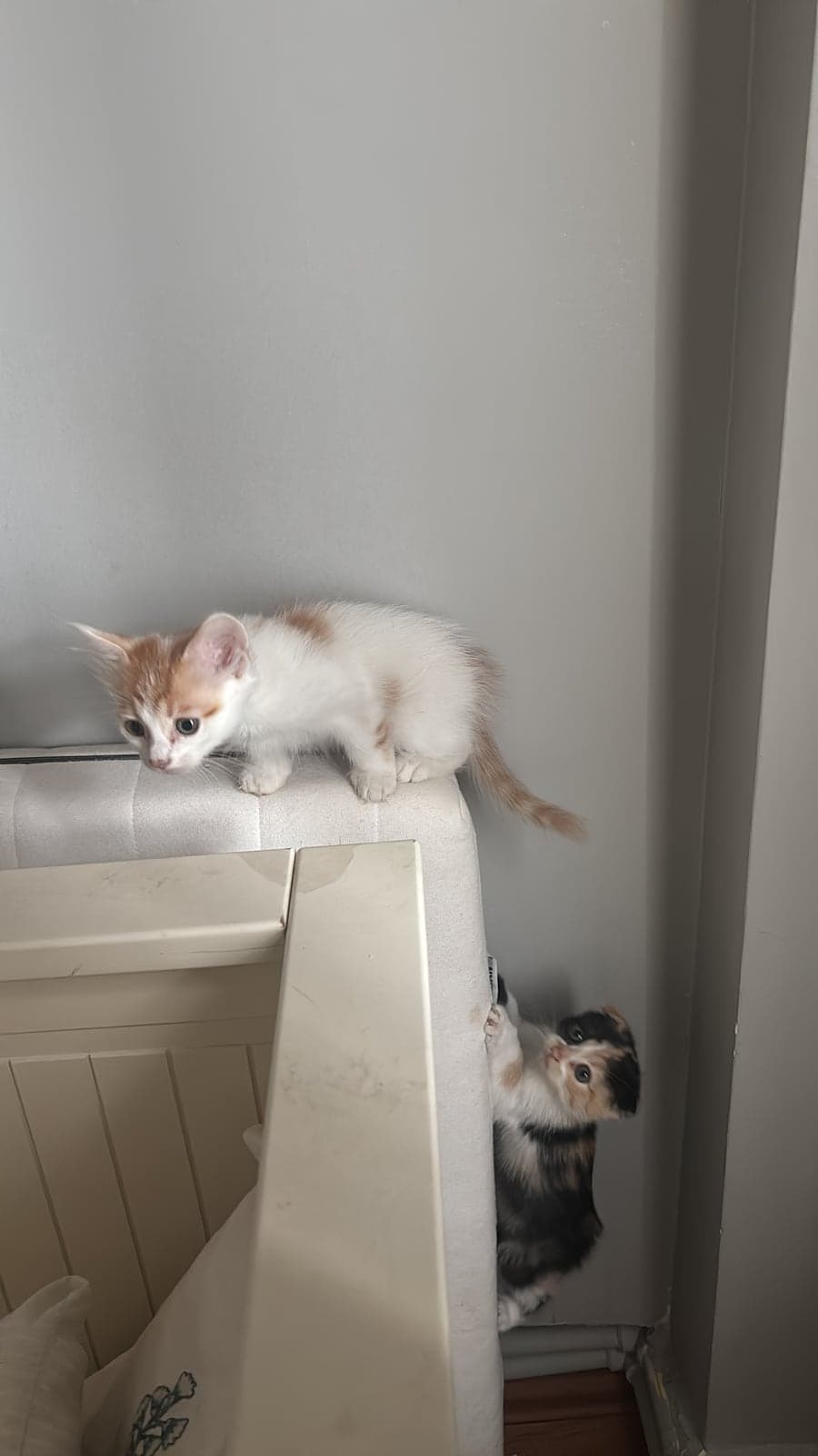 Bebek Melez Kedi, Bursa