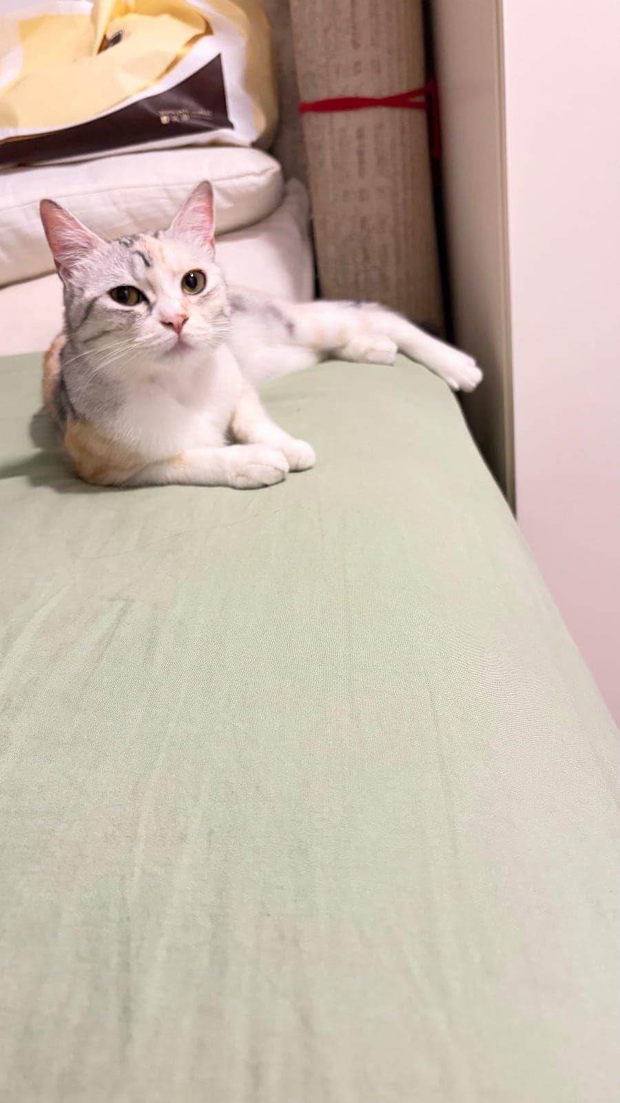 Fındık Melez Kedi, İstanbul