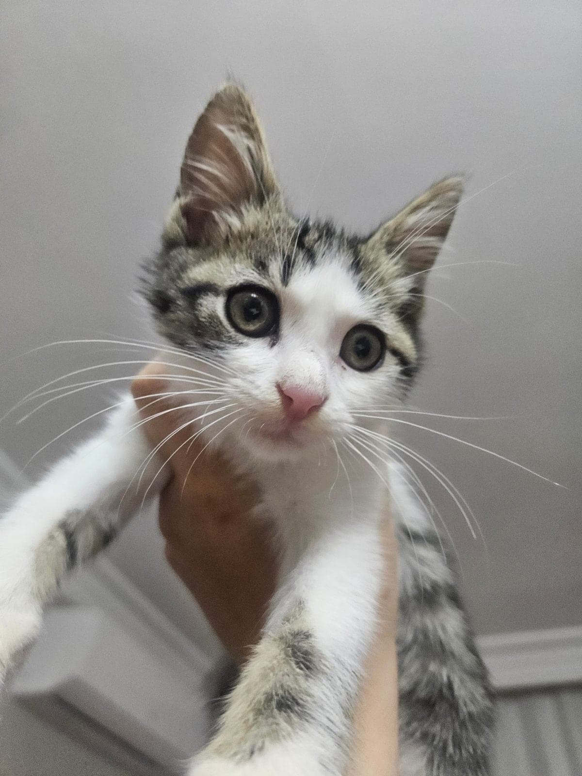 Misket Sokak Kedisi Kedi, İstanbul