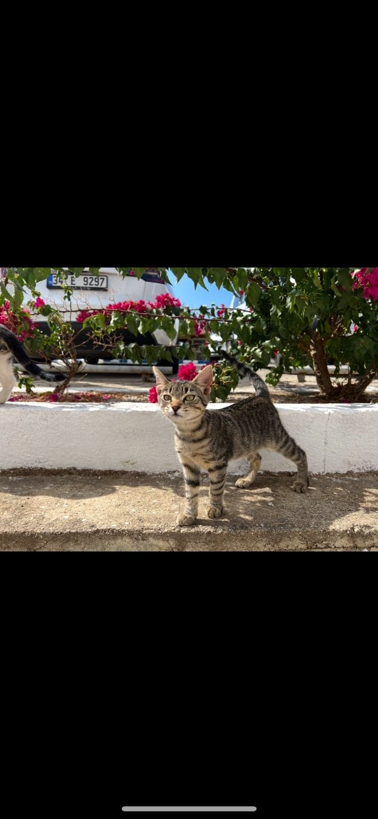 Masum Tekir Kedi, Muğla