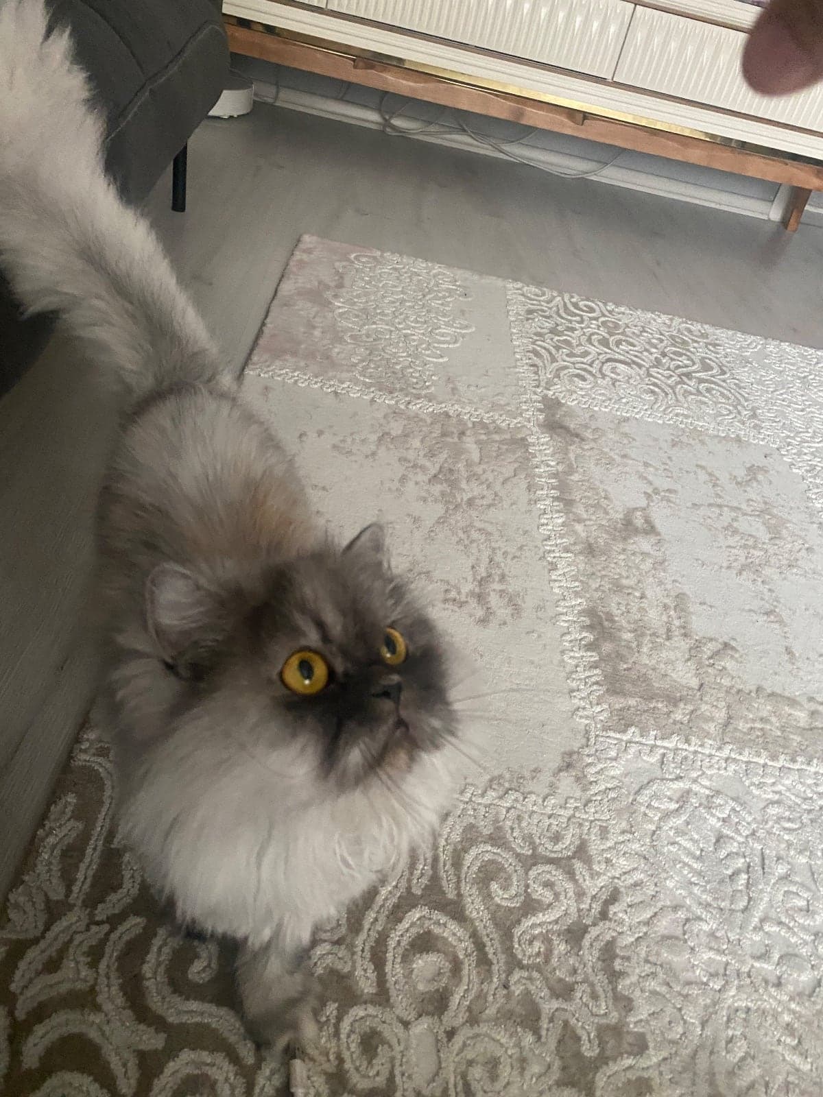Lola Persian Kedi, İstanbul