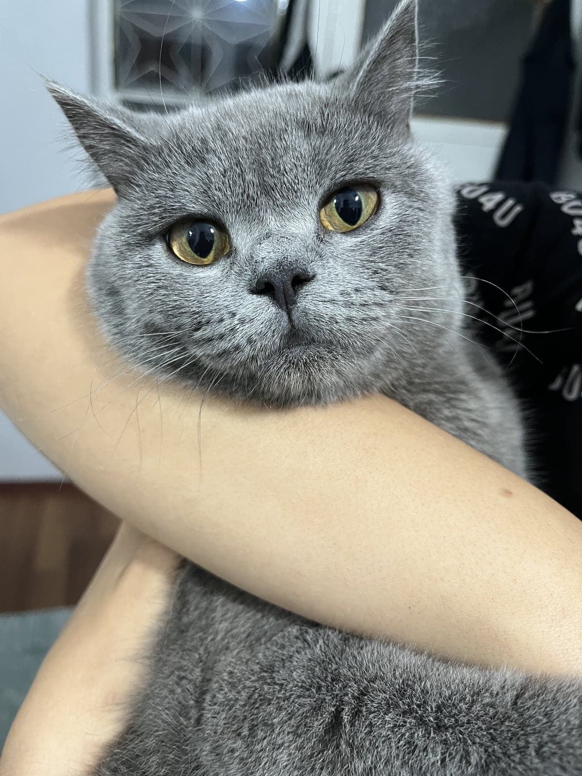 Maya British Shorthair Kedi, İzmir