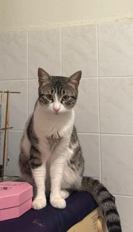Tofi Tekir Kedi, İstanbul
