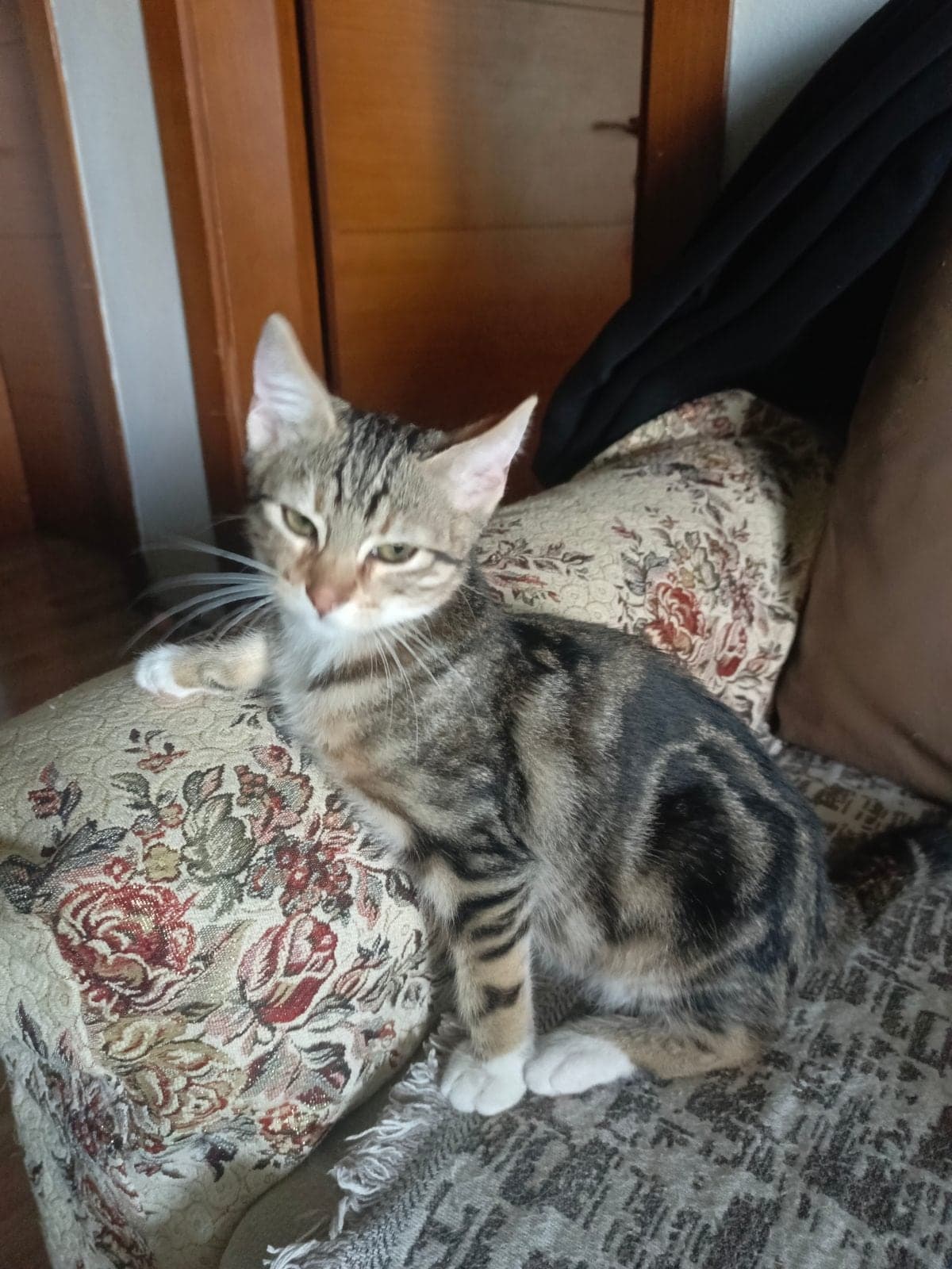 Tekir yavru Tekir Kedi, Bursa