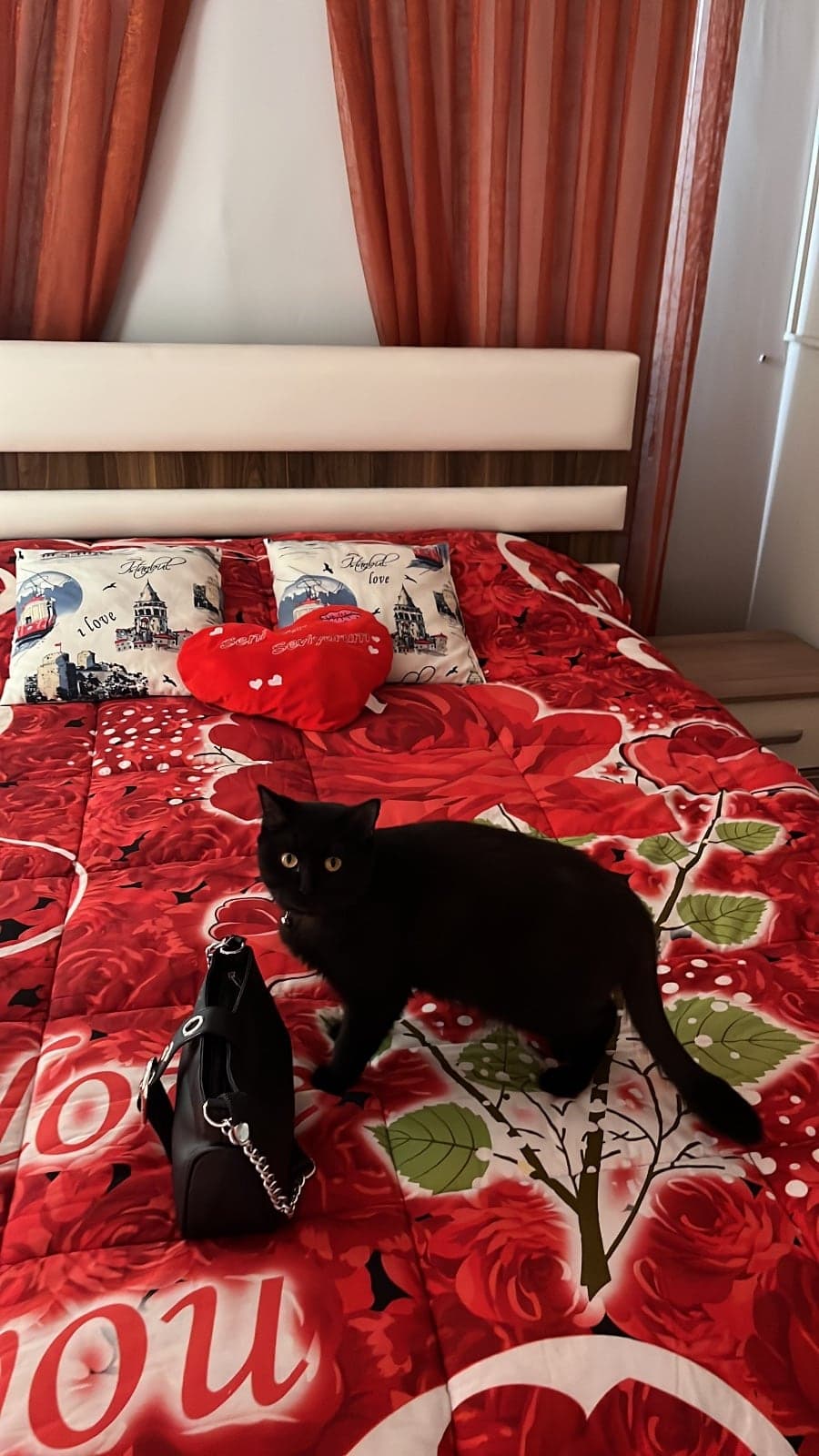 Karam British Shorthair Kedi, İzmir