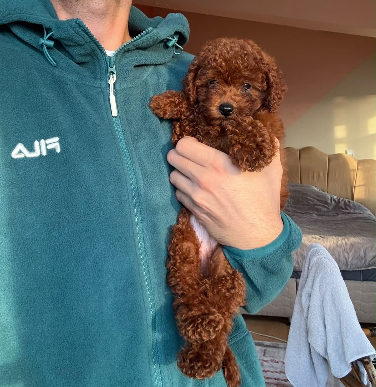 DARK RED KORE TOY POODLE Bilmiyorum Köpek, İstanbul