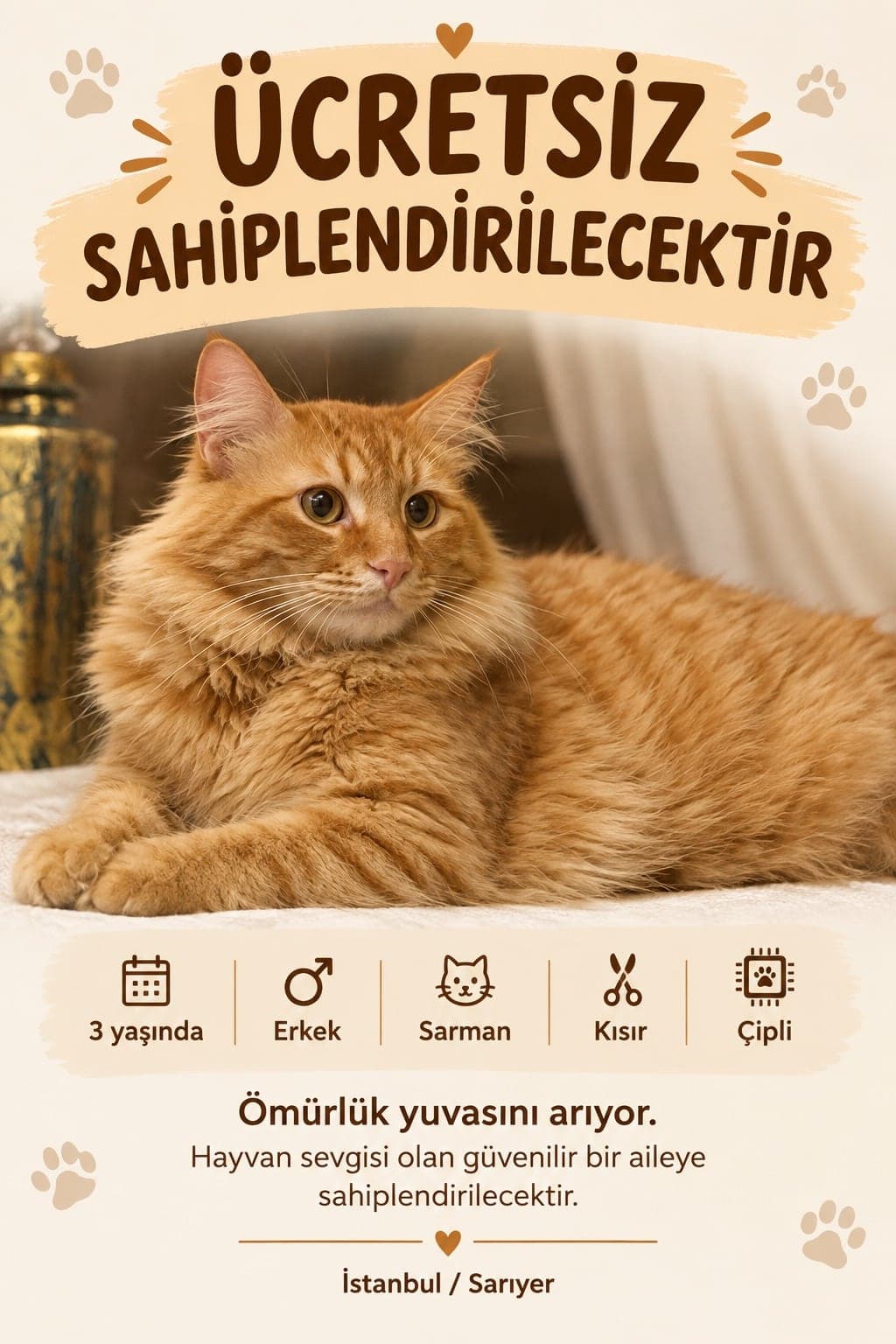 Güneş Tekir Kedi, İstanbul
