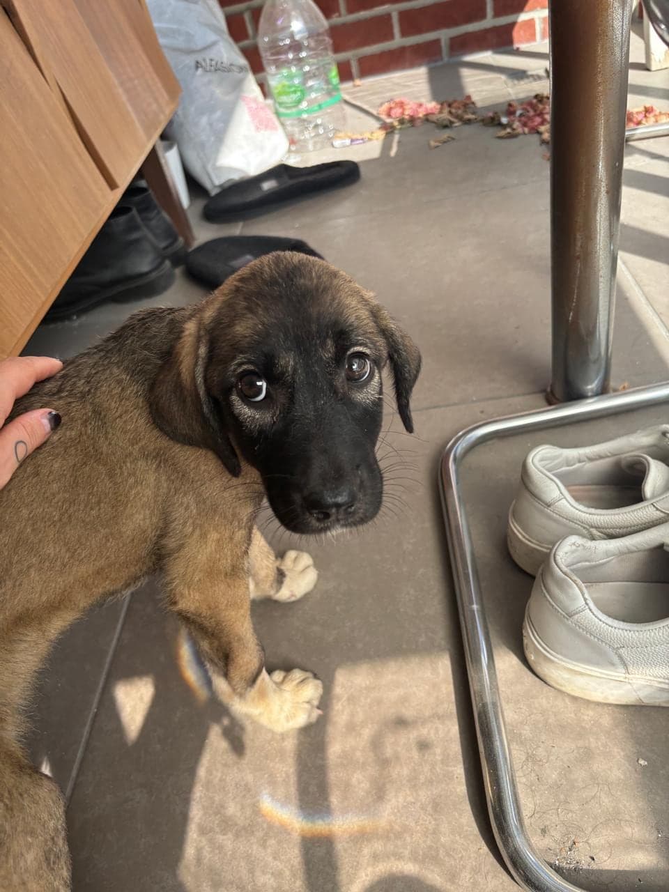 Poppy Melez Köpek, İstanbul