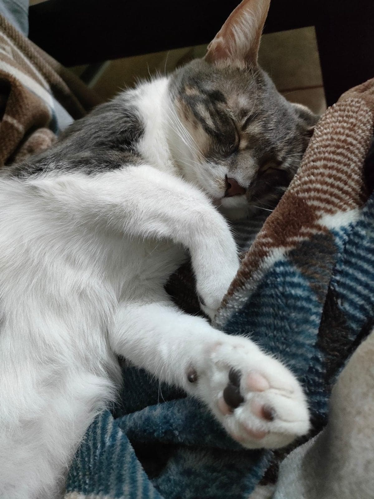 Minnoş Tekir Kedi, İzmir