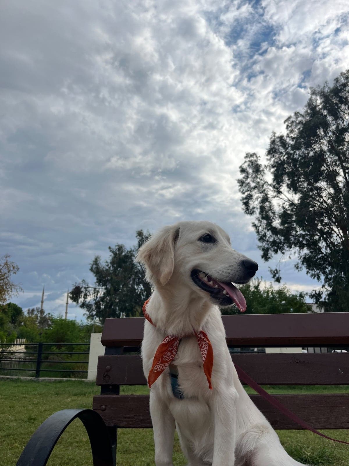 Hera Golden Retriever Köpek, Antalya