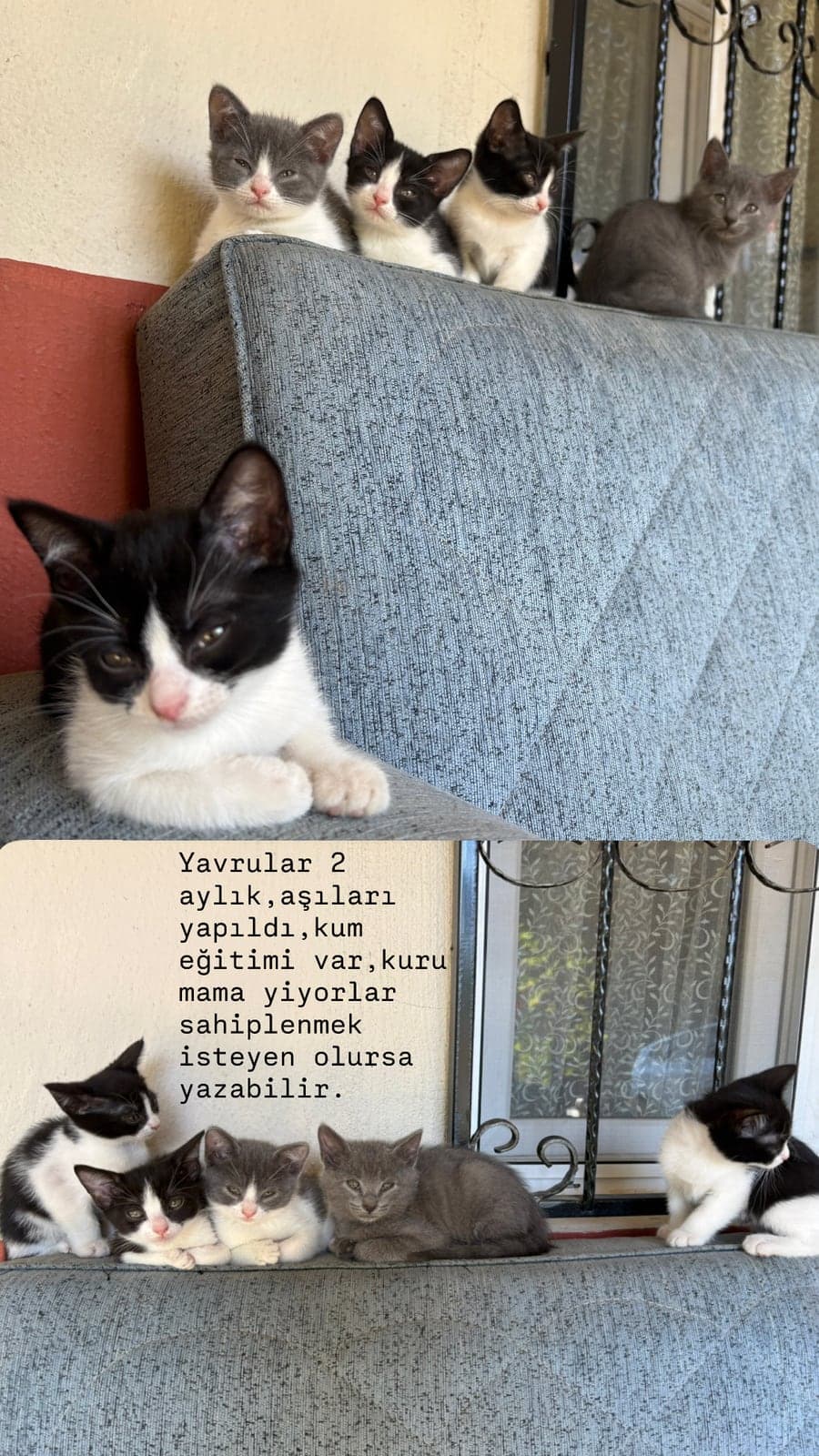 Yok British Shorthair Kedi, İzmir
