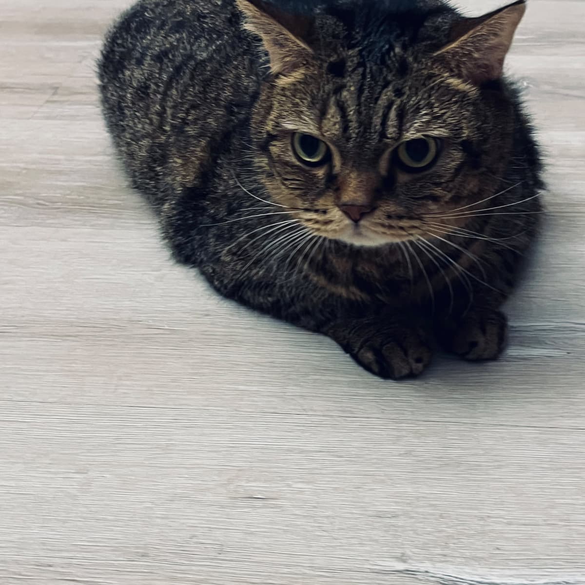 Zeus British Shorthair Kedi, Antalya