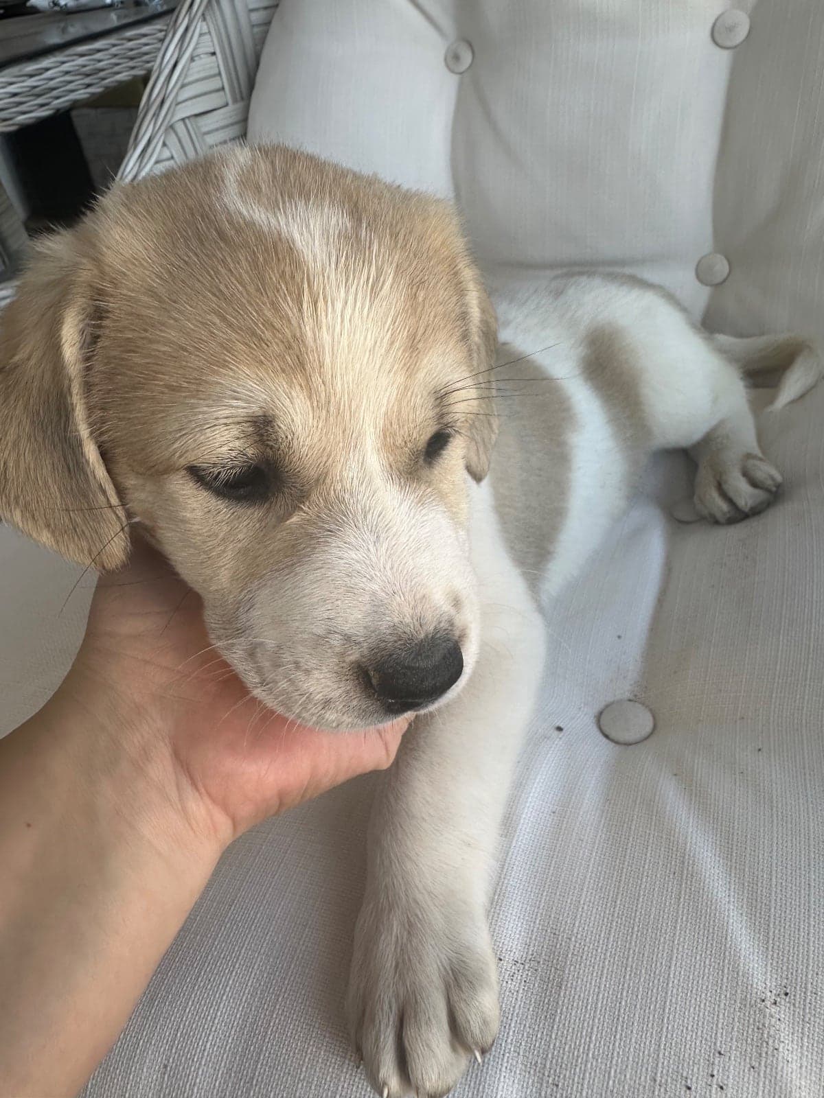 Topaç Melez Köpek, İzmir