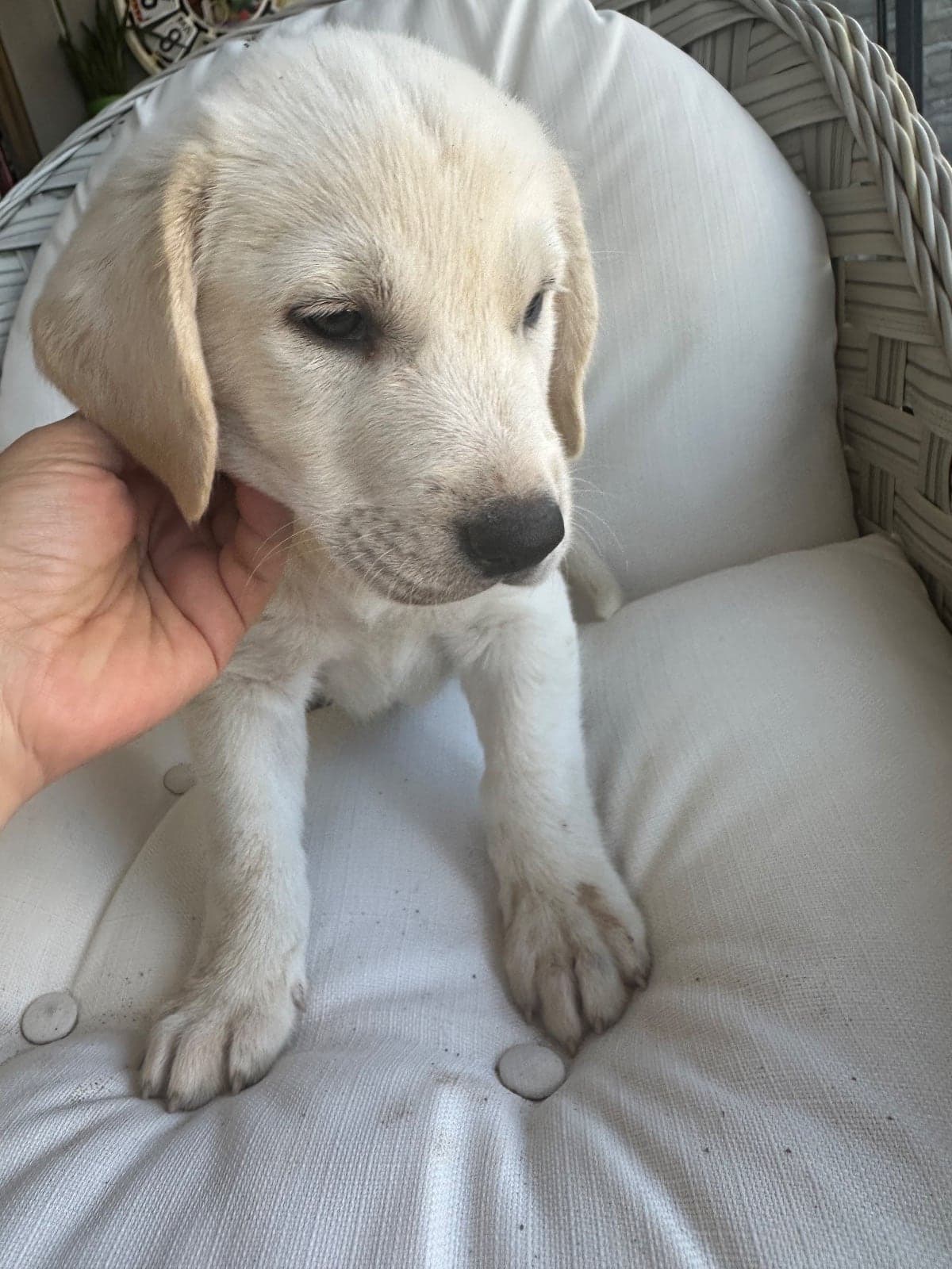 Moni Melez Köpek, İzmir
