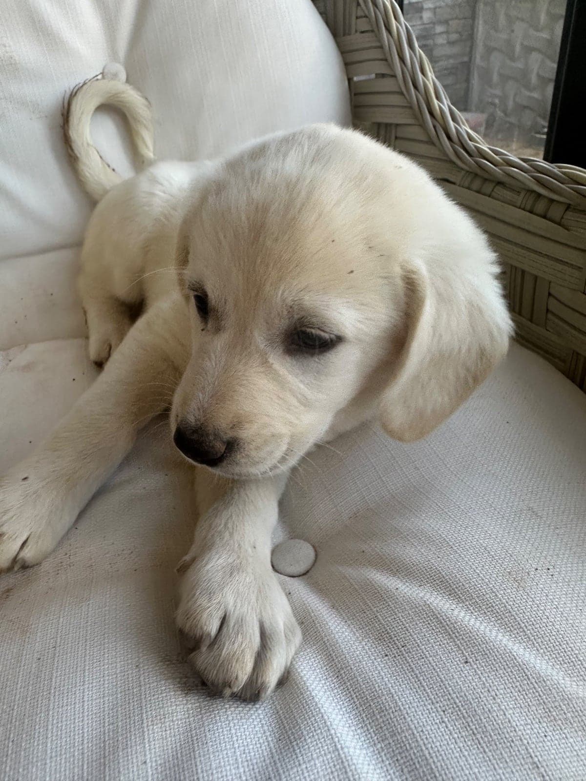 Ayşo Melez Köpek, İzmir