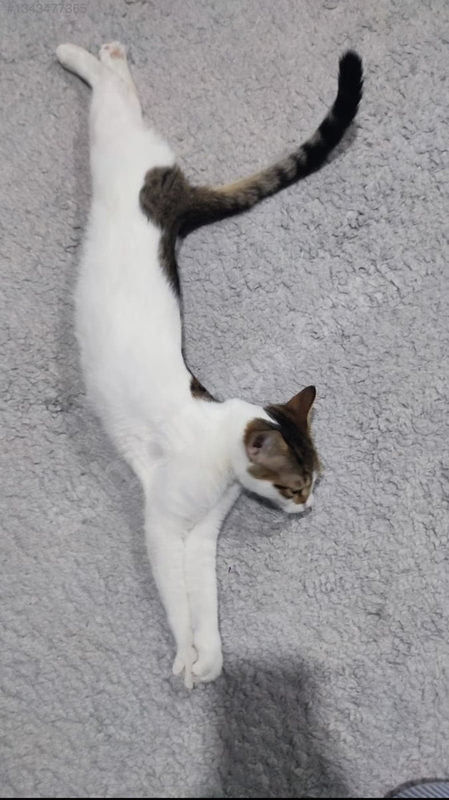 Loki Tekir Kedi, İzmir