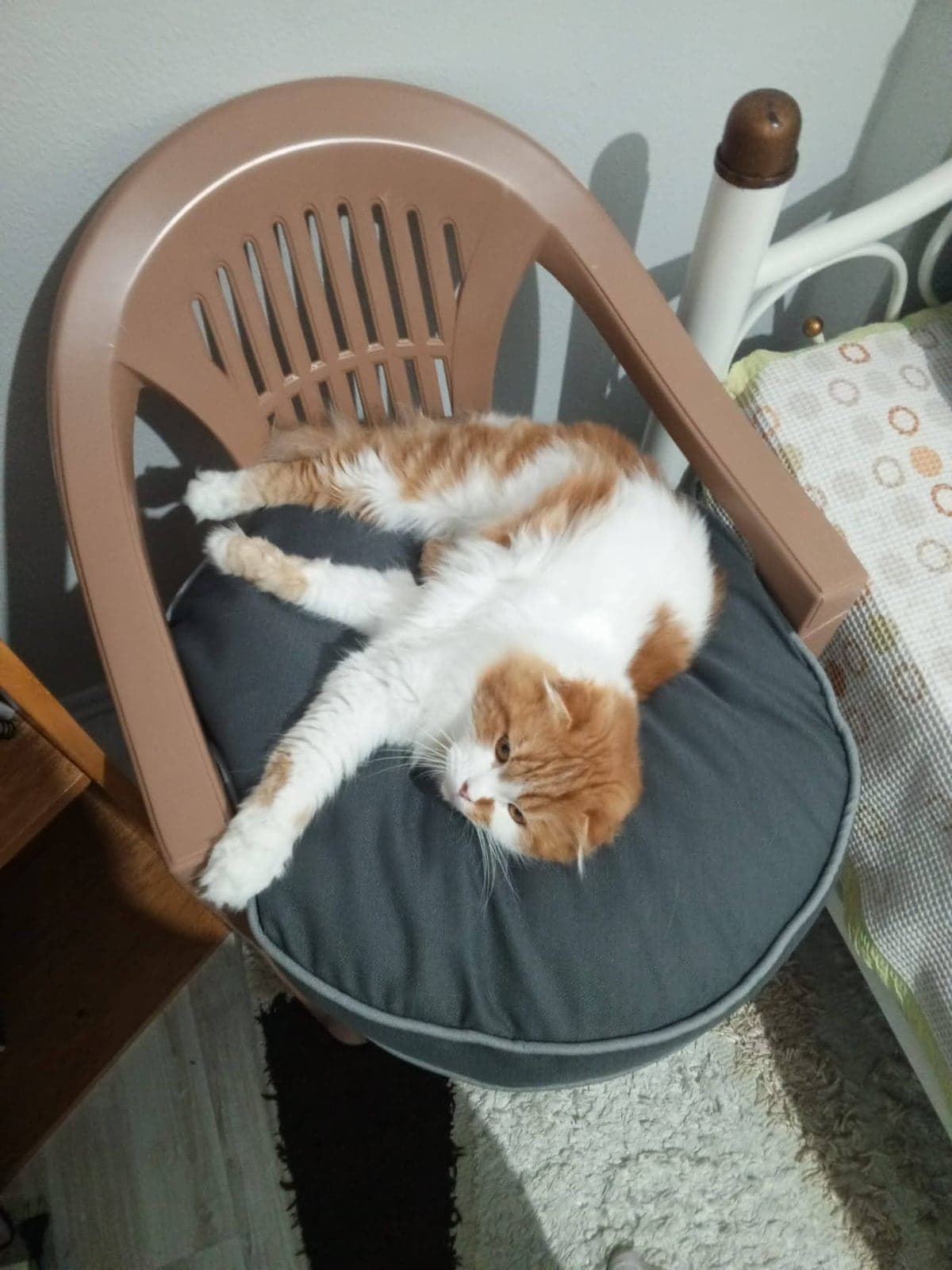 Sikotiş Scottish Fold Kedi, Bursa
