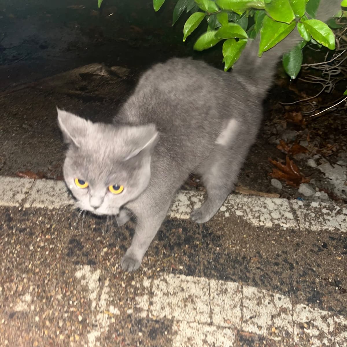 Ahu British Shorthair Kedi, Ankara