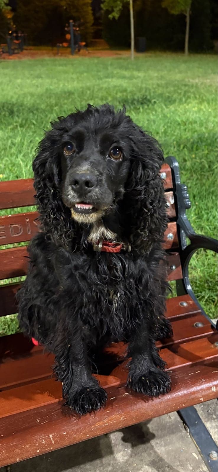 Zeytin Cocker Spaniel Köpek, İstanbul