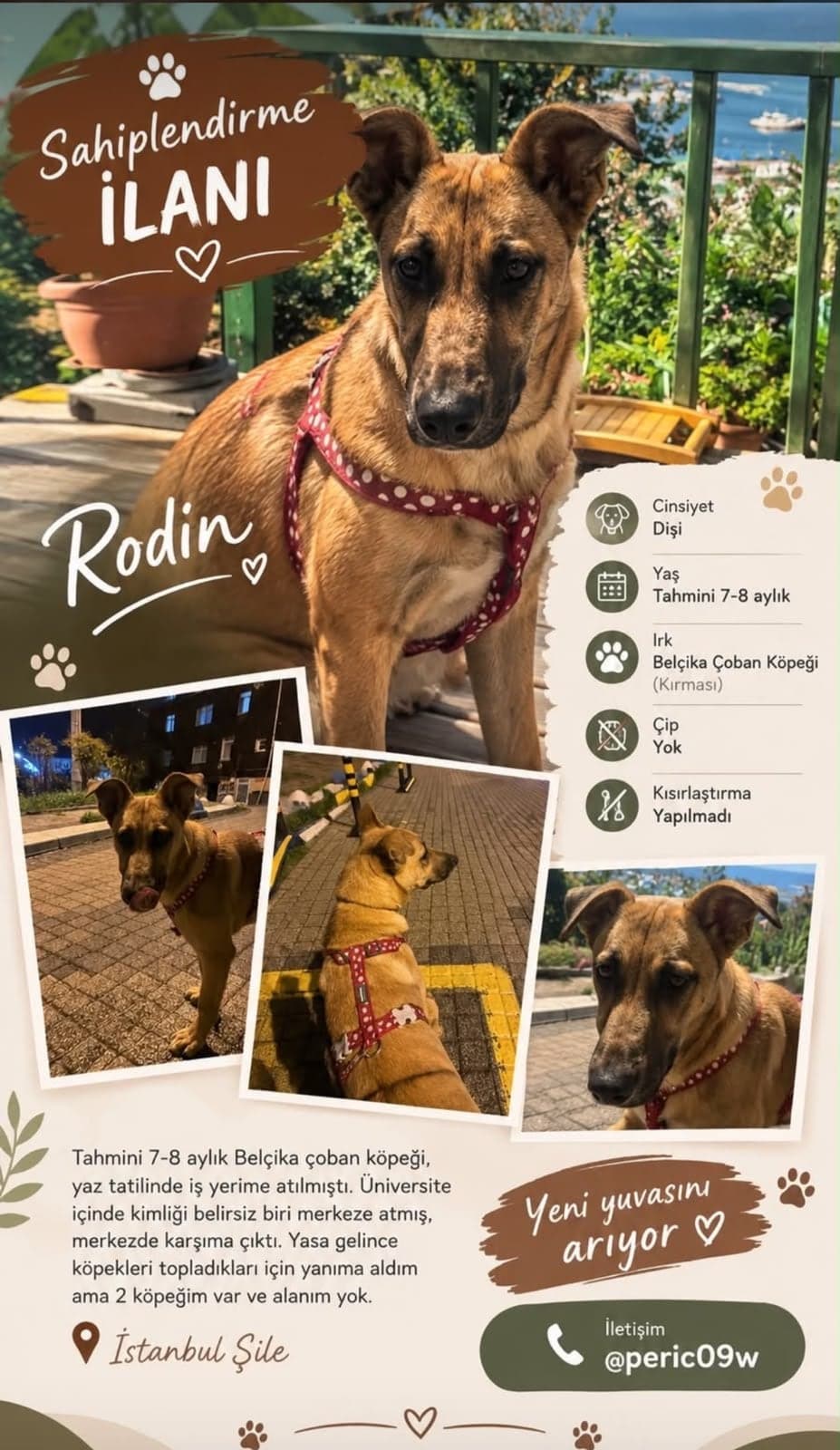 Rodin Belçika Kurt Köpeği Köpek, İstanbul