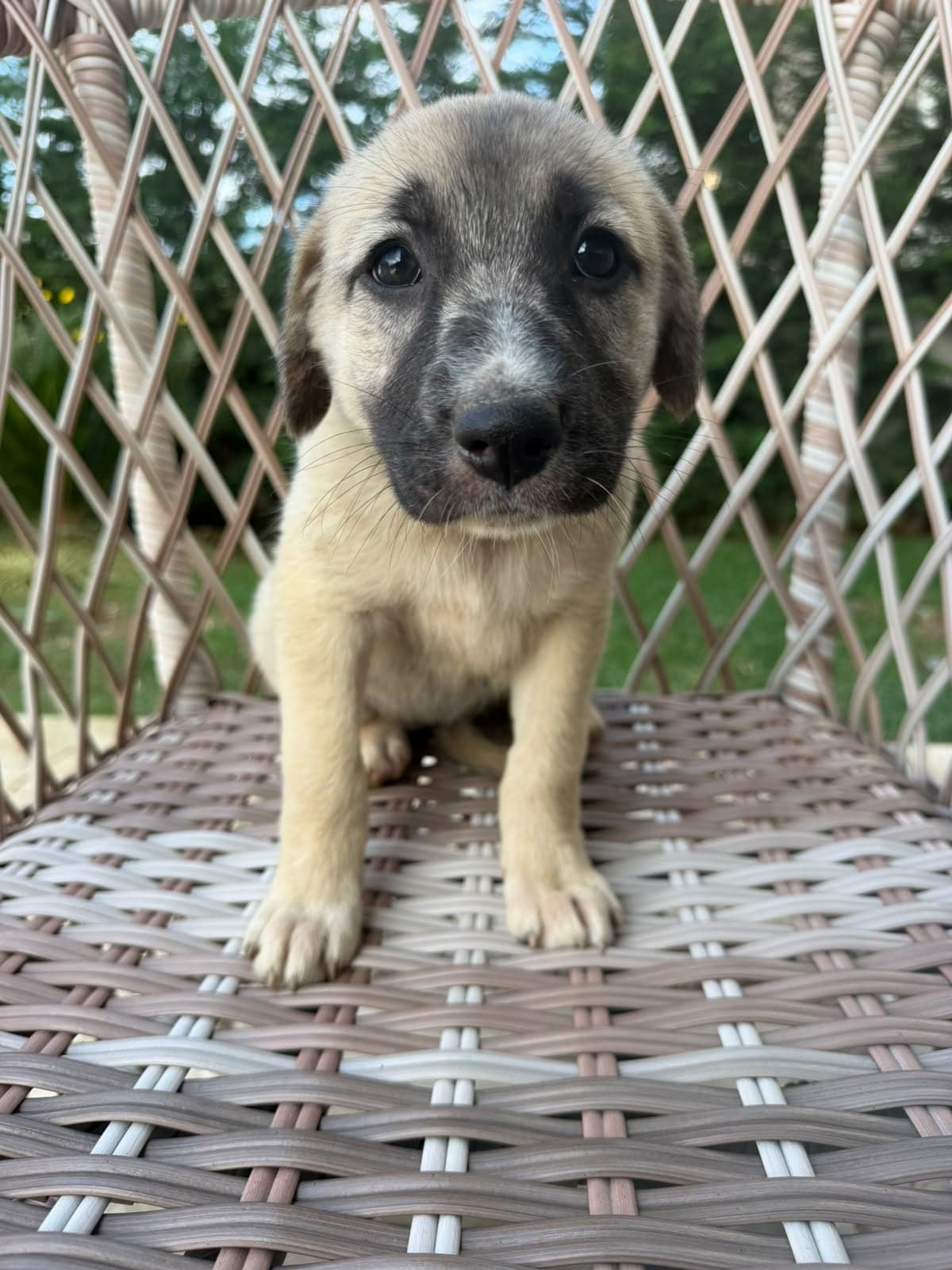 Çıtır Bilmiyorum Köpek, İstanbul
