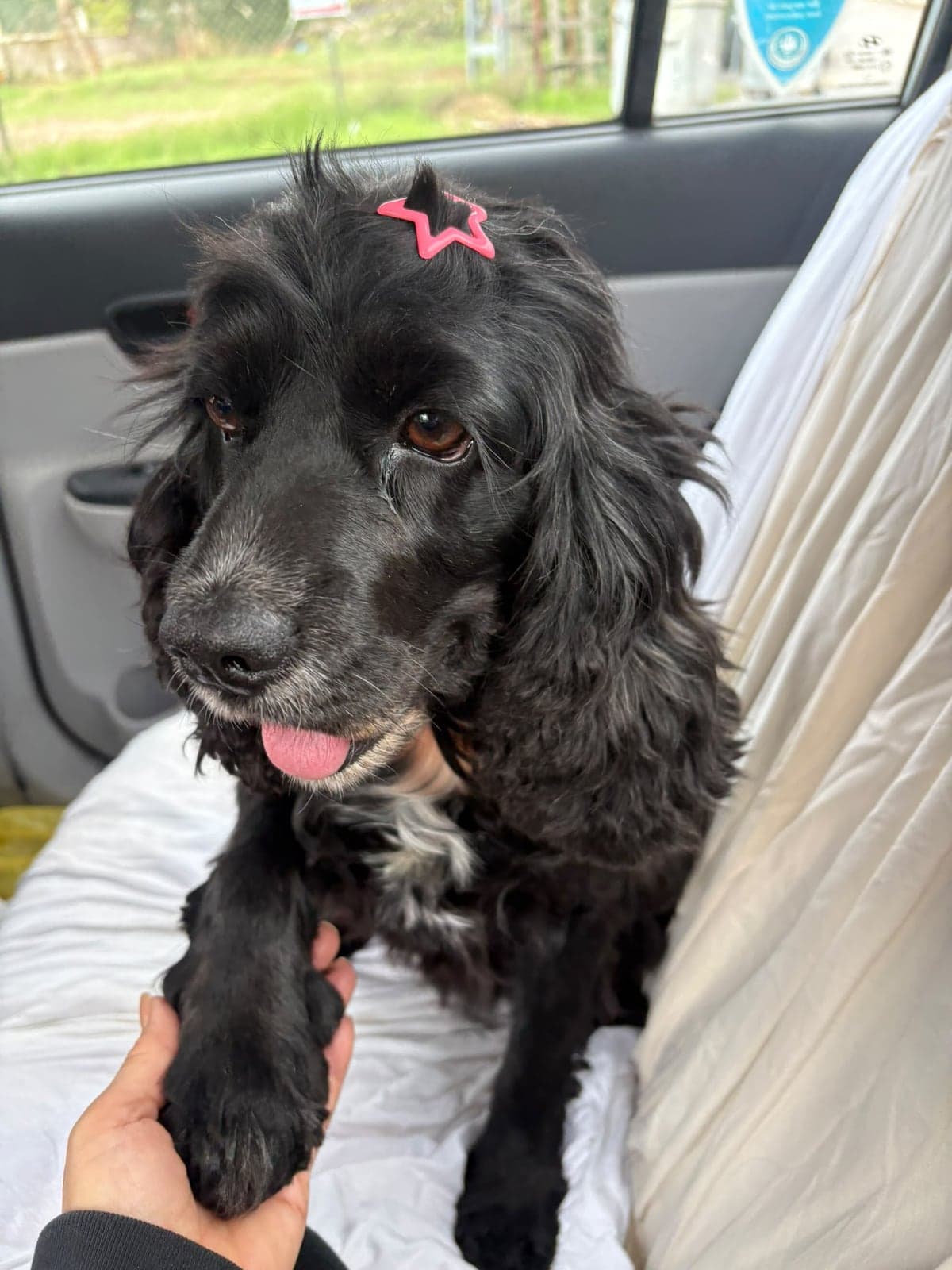 Zeytin Cocker Spaniel Köpek, İstanbul