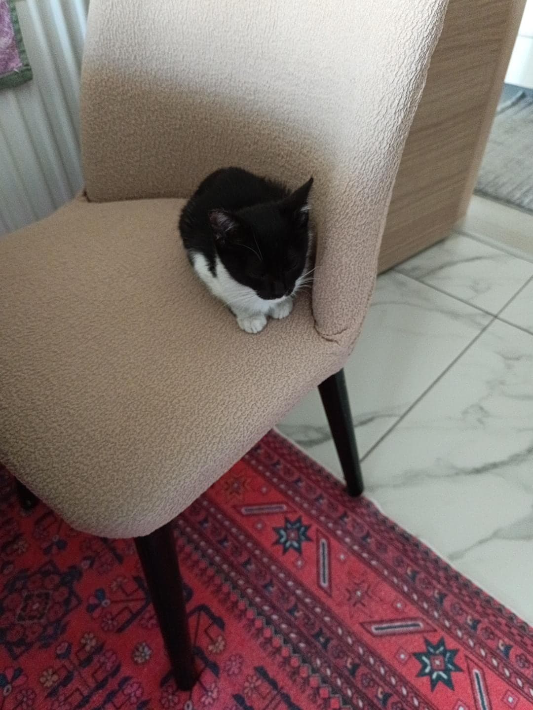 Simokin Bilmiyorum Kedi, Sakarya