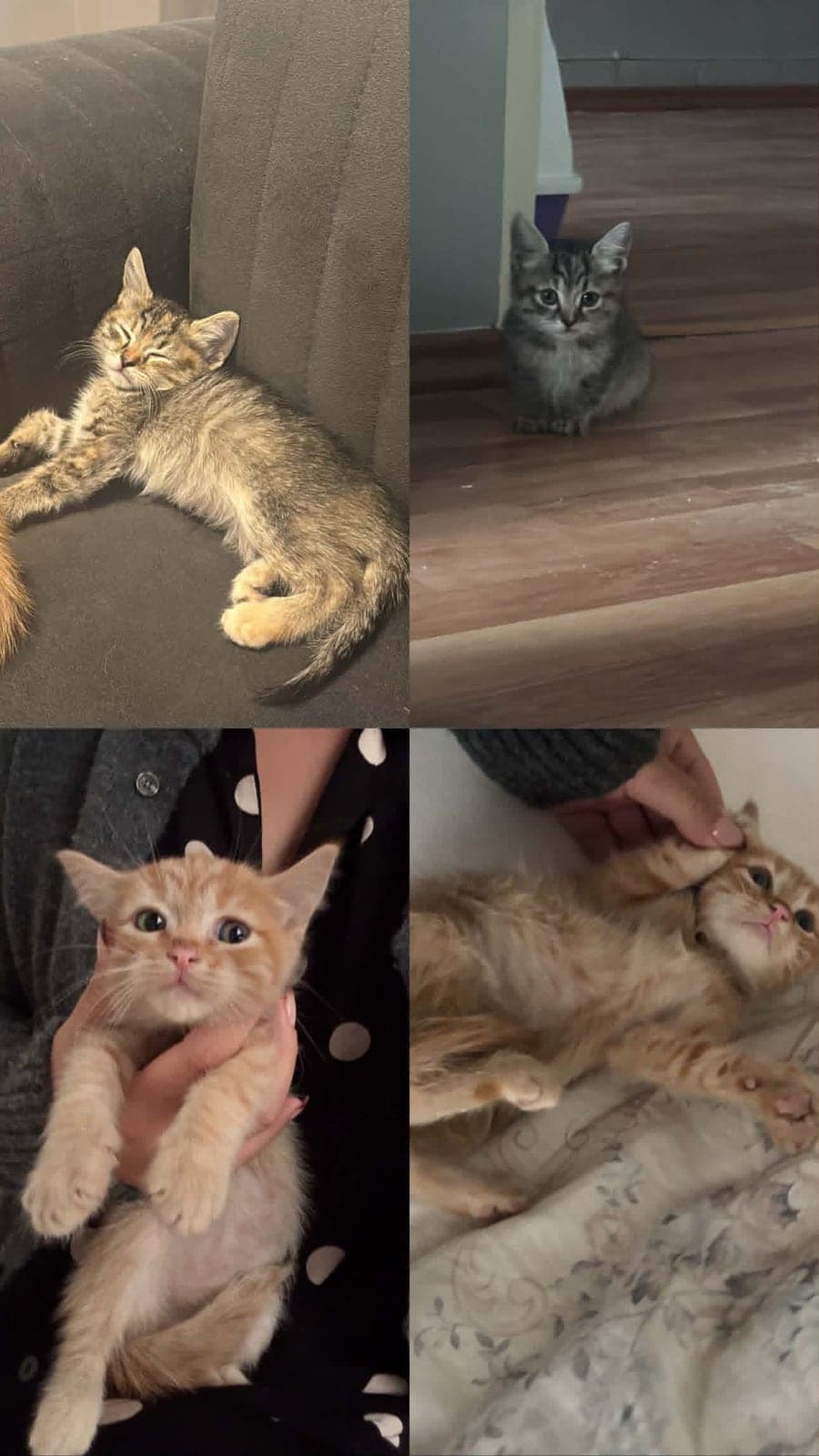 Minnos Bilmiyorum Kedi, Bursa