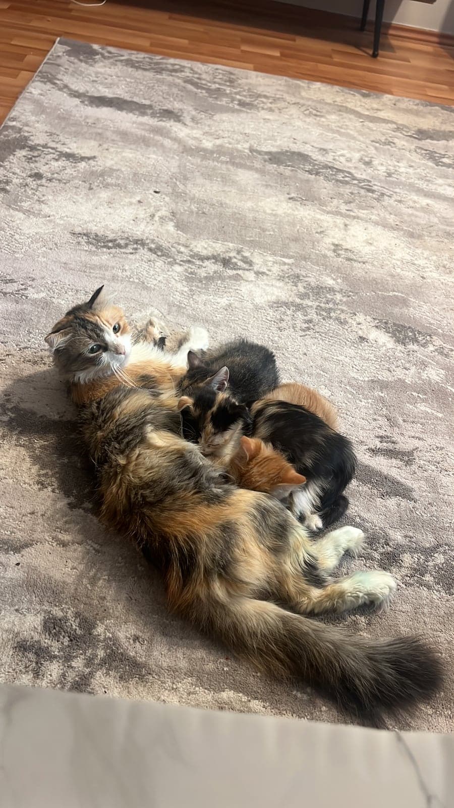 Kedi Bilmiyorum Kedi, Bursa