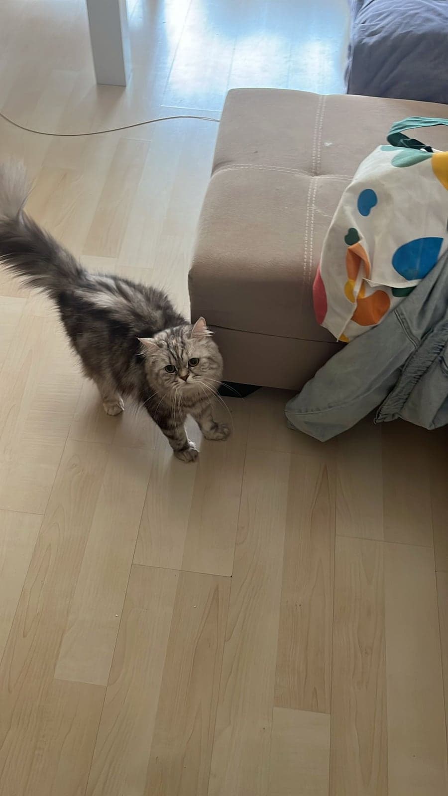 Atlas Persian Kedi, Bursa