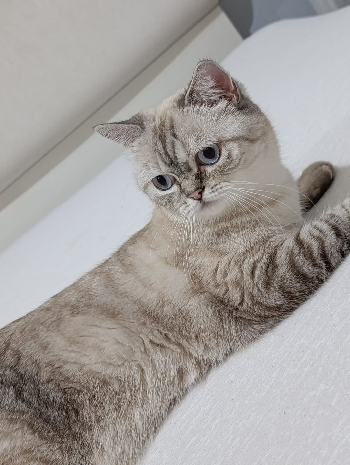 Adı yok British Shorthair Kedi, İstanbul