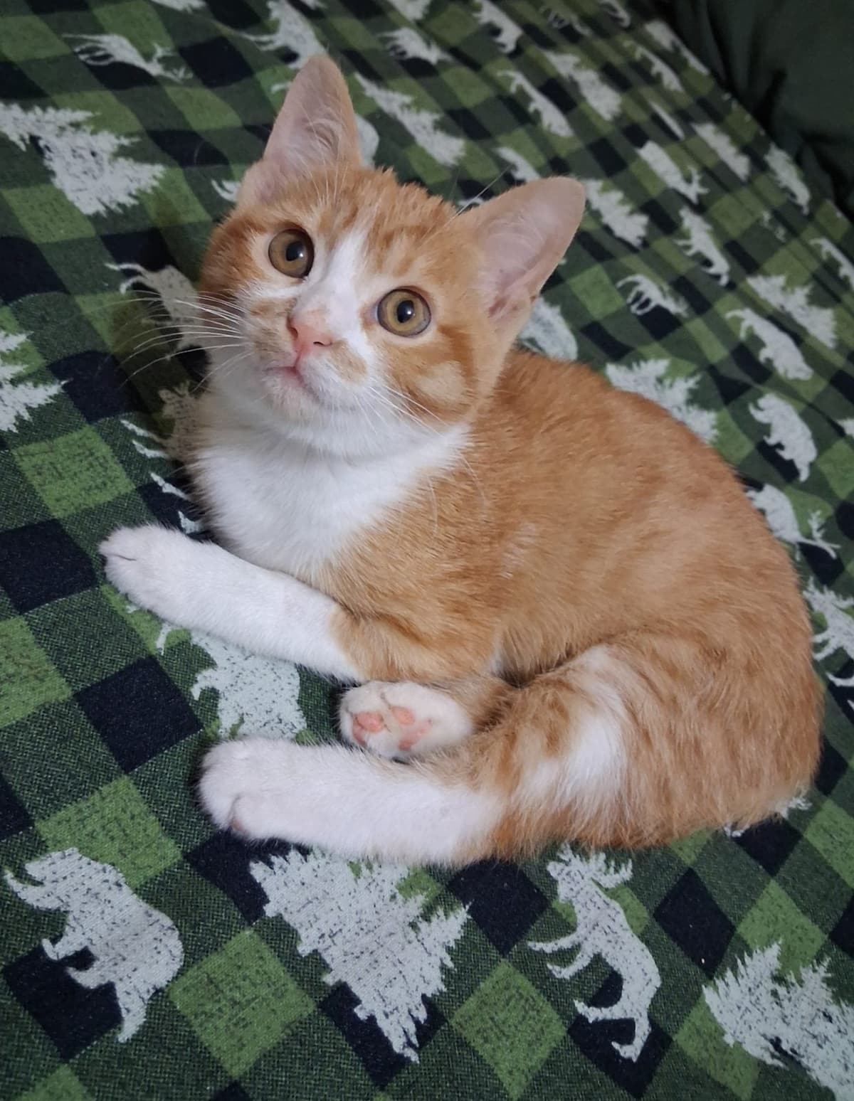 Sariş Sokak Kedisi Kedi, İstanbul